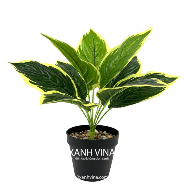 Cây giả để bàn cao 35cm _  viền vàng